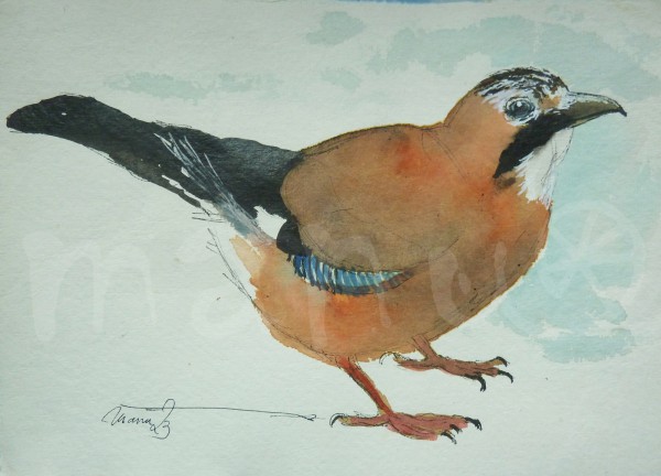 Vogelstudie XXVII - Eichelhäher