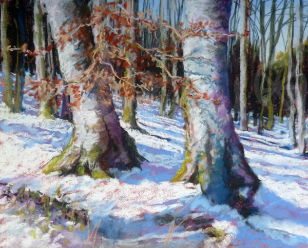 Buchenstämme im Schnee