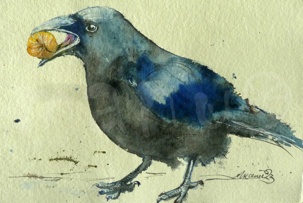 Vogelstudie XXII - Rabe