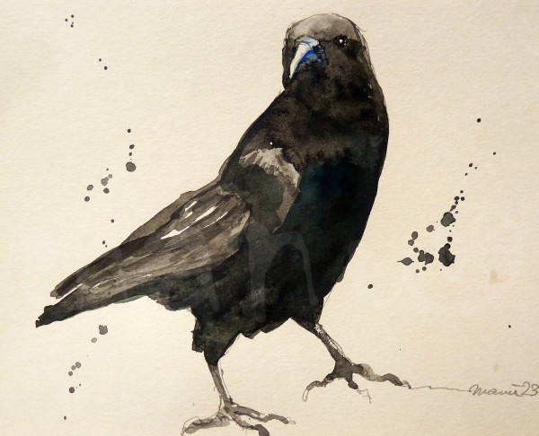 Vogelstudie IV - Rabe