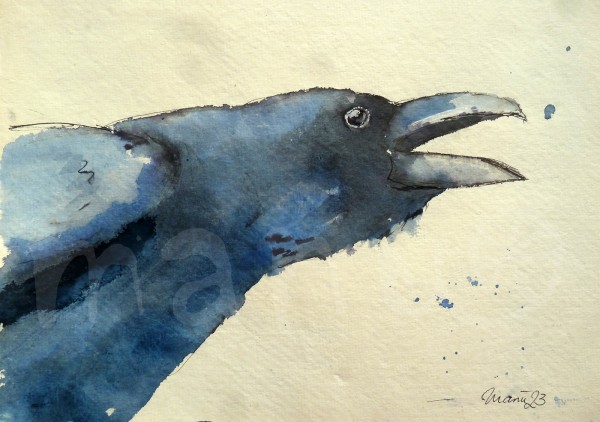 Vogelstudie XVII - Rabe