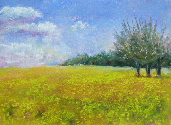 Rapsfeld in Volkersbrunn