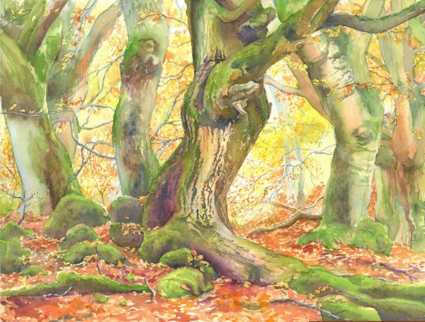 Hutebuchen im Kellerwald