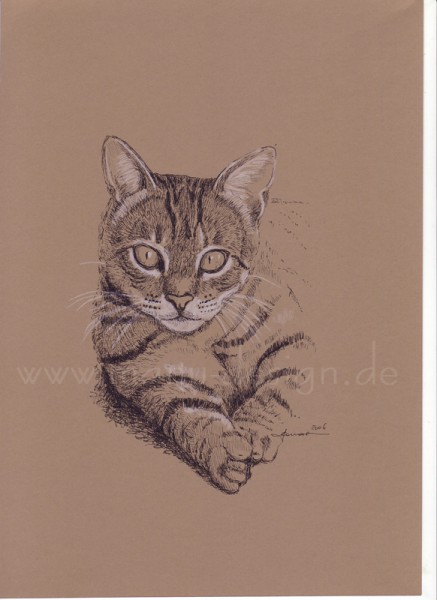 Katzenstudie VII