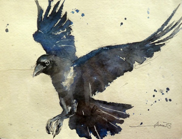 Vogelstudie XX - Rabe