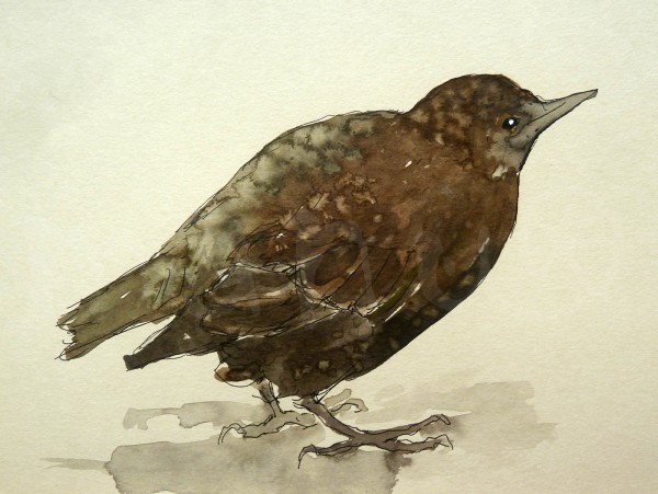 Vogelstudie XIII - Star