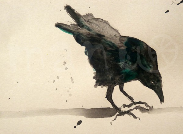 Vogelstudie XII - Kolkrabe