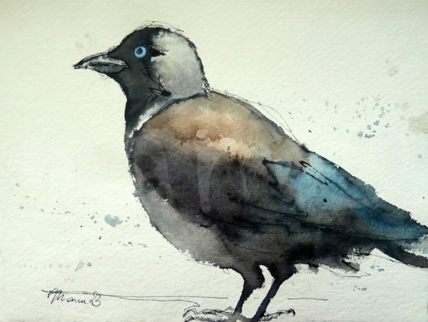 Vogelstudie XXIII - Dohle