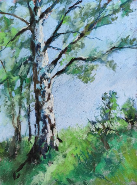 Birke am Strassenrand