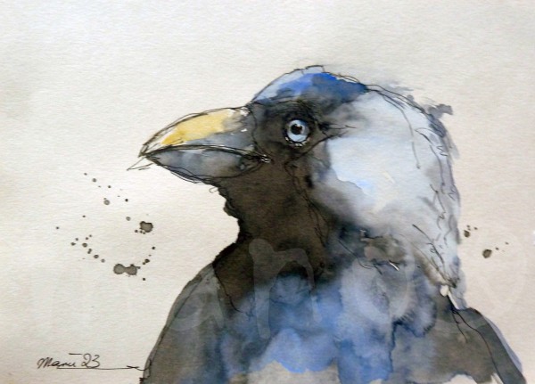 Vogelstudie VI - Dohle