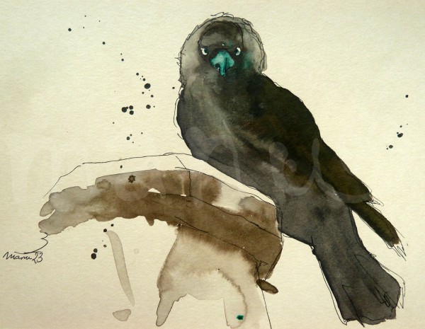 Vogelstudie VII - Dohle