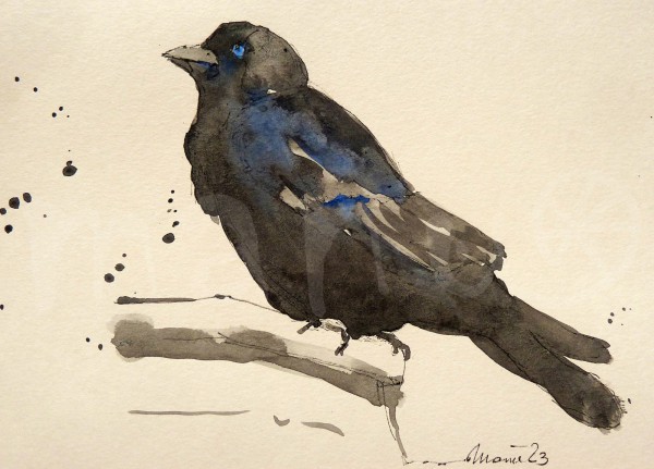 Vogelstudie VIII - Dohle