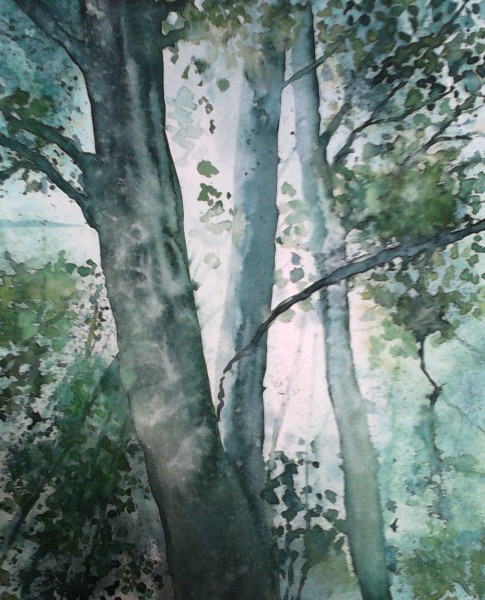 Lichtzauber im Buchenwald