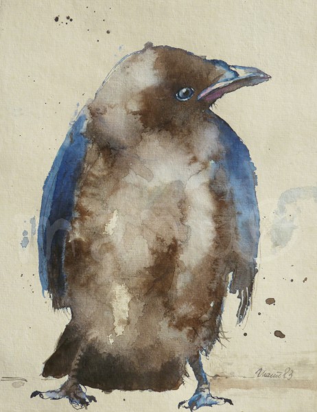 Vogelstudie XXI - Rabe