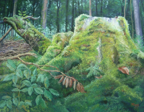 Ende eines Buchenlebens